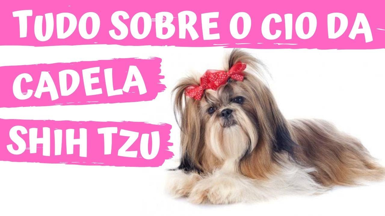 TUDO QUE VOCÊ PRECISA SABER SOBRE O CIO DA CADELA SHIH TZU! | Dicas | Cuidados | Sintomas | Dúvidas