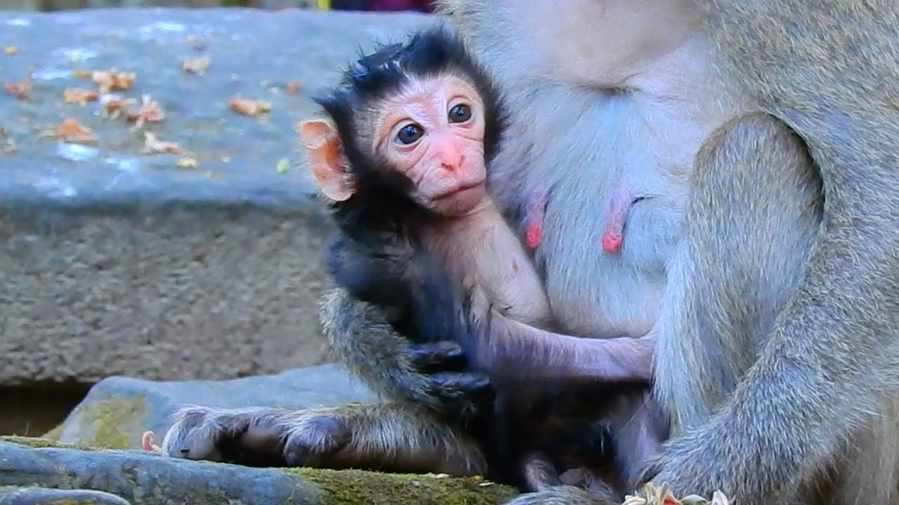 Just Born Baby Monkey Looks Really Excited To See The  New World  | So Cute & Hilarious Baby Monk