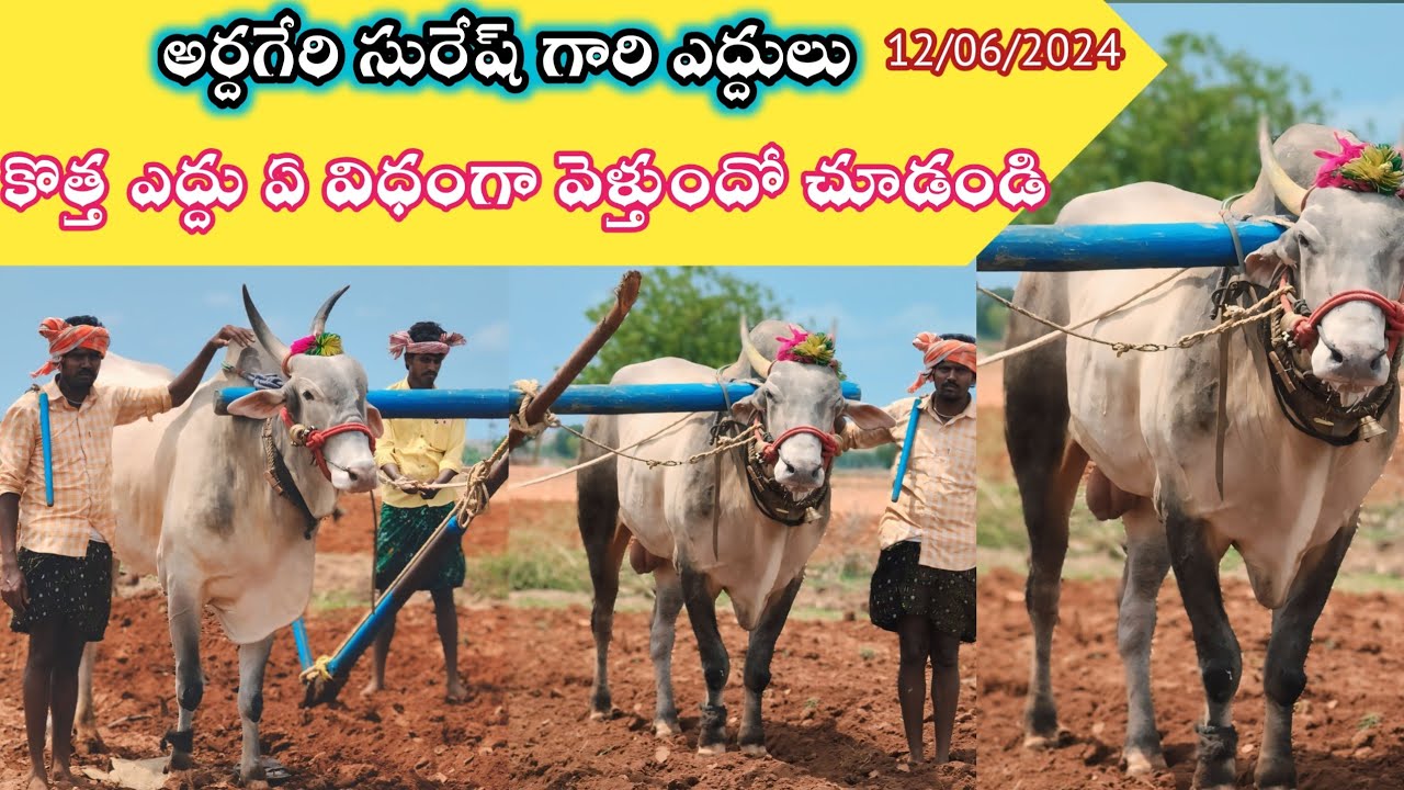 Ardageri Suresh New Kilara Oxess Videos 2024 // Girkabandi compilations kilara Oxess Videos Ardageri