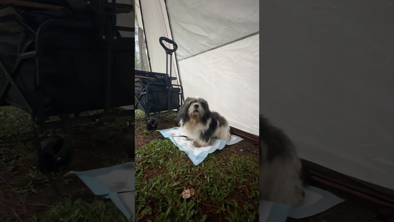 Lol , i need to haircut my🐶 #solocamping #campinggirl #tent #nature #forest #asmr #campingrain