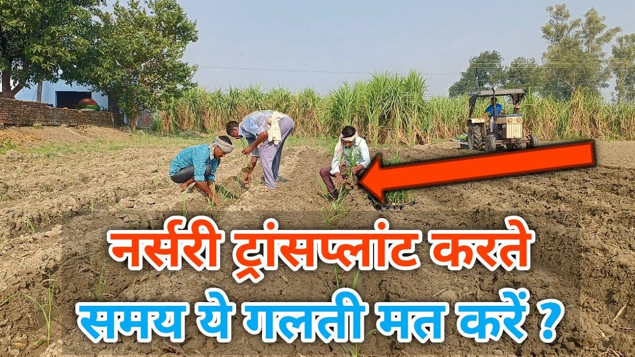 नर्सरी को खेत में ट्रांसप्लांट करने का सही तरीका / How to transplant nursery into field/Ganna Kisaan