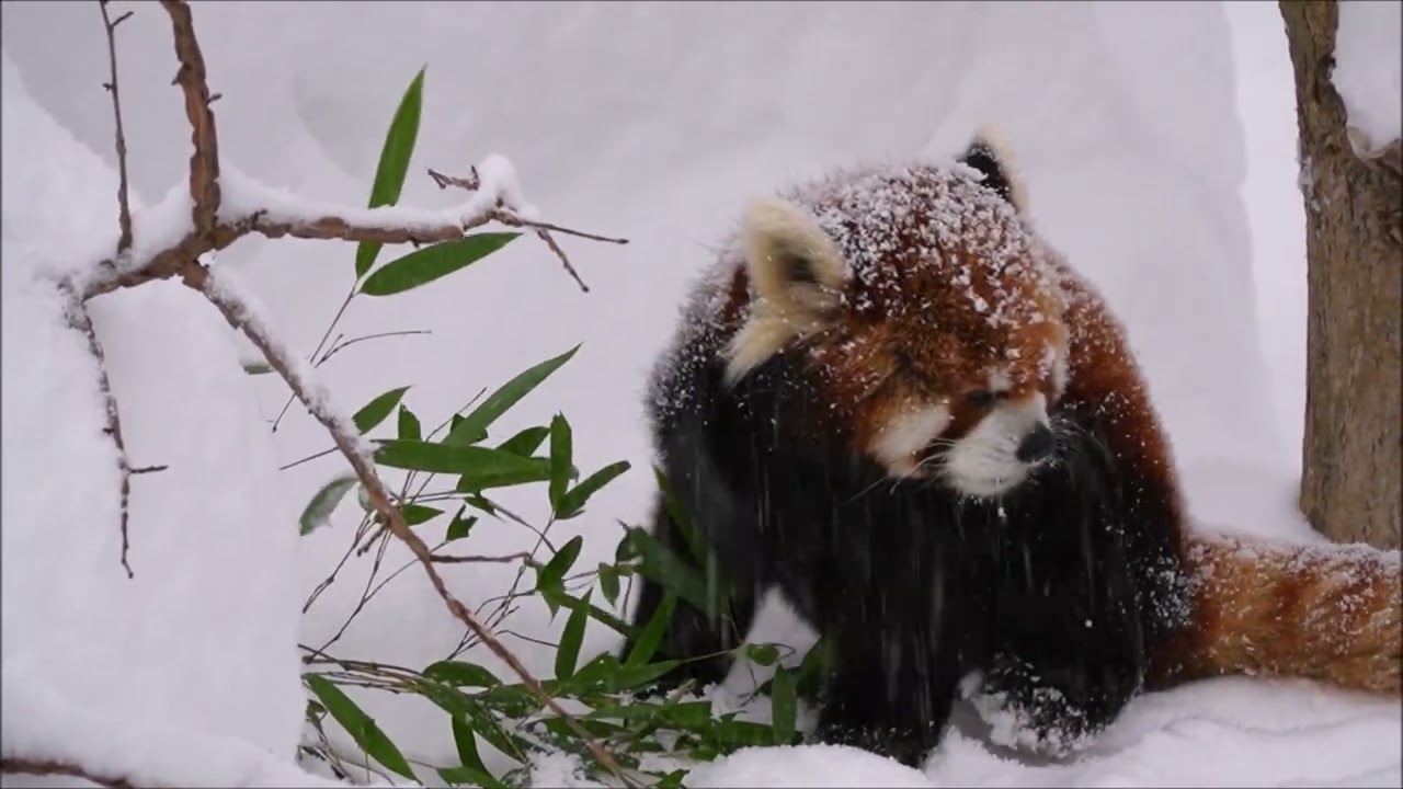 おじいちゃんなのによく歩きます（円山動物園　レッサーパンダのエイタ）#レッサーパン #redpanda