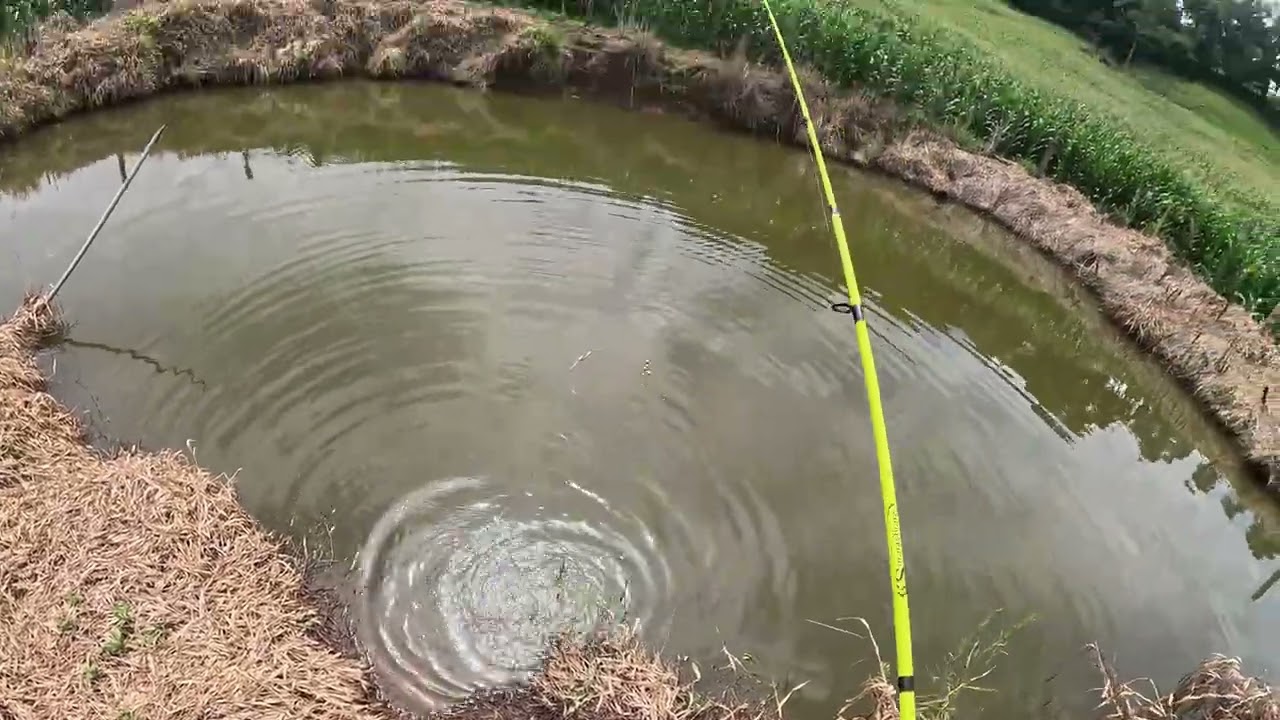 Os dourados estão dando trabalho!🔥🚀