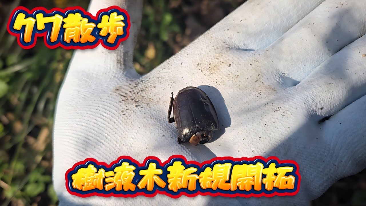 【昆虫採集】フィールド納め‼️冬もサボらず樹液樹探し‼️