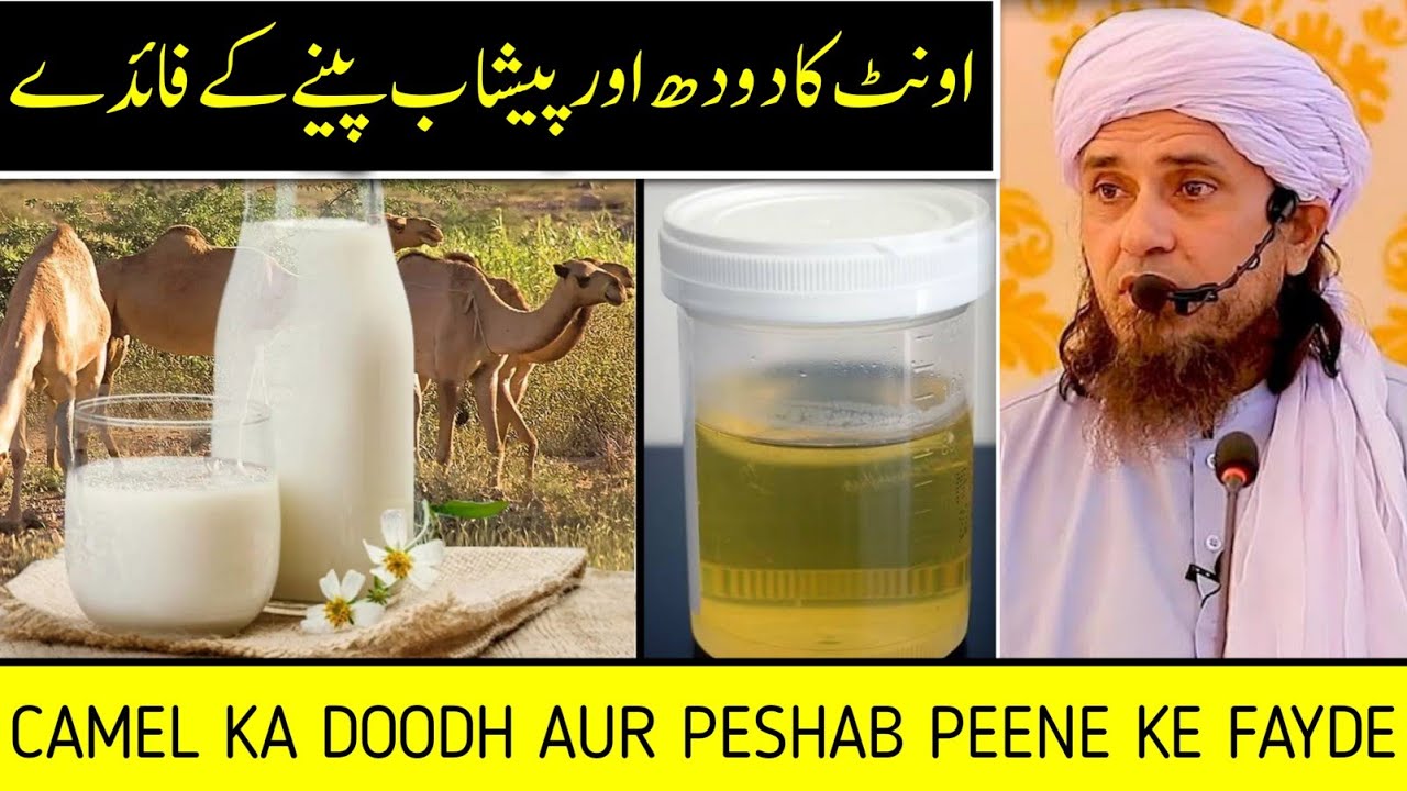 Unt (Camel) ka peshab Pina Halal hai | Mufti Tariq Masood