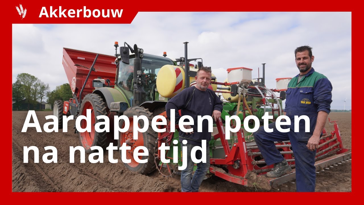 Aardappelen in Flevoland gaan goed de grond in