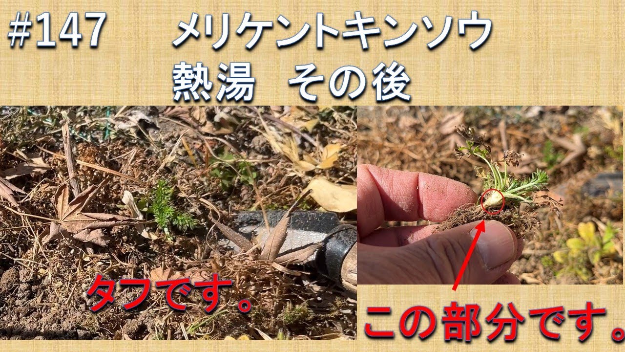 #147 メリケントキンソウに熱湯をかけたその後　中心部分に熱湯がかかっていないと、再生するようです。逞しい草です。ここまでとは、思いませんでした。