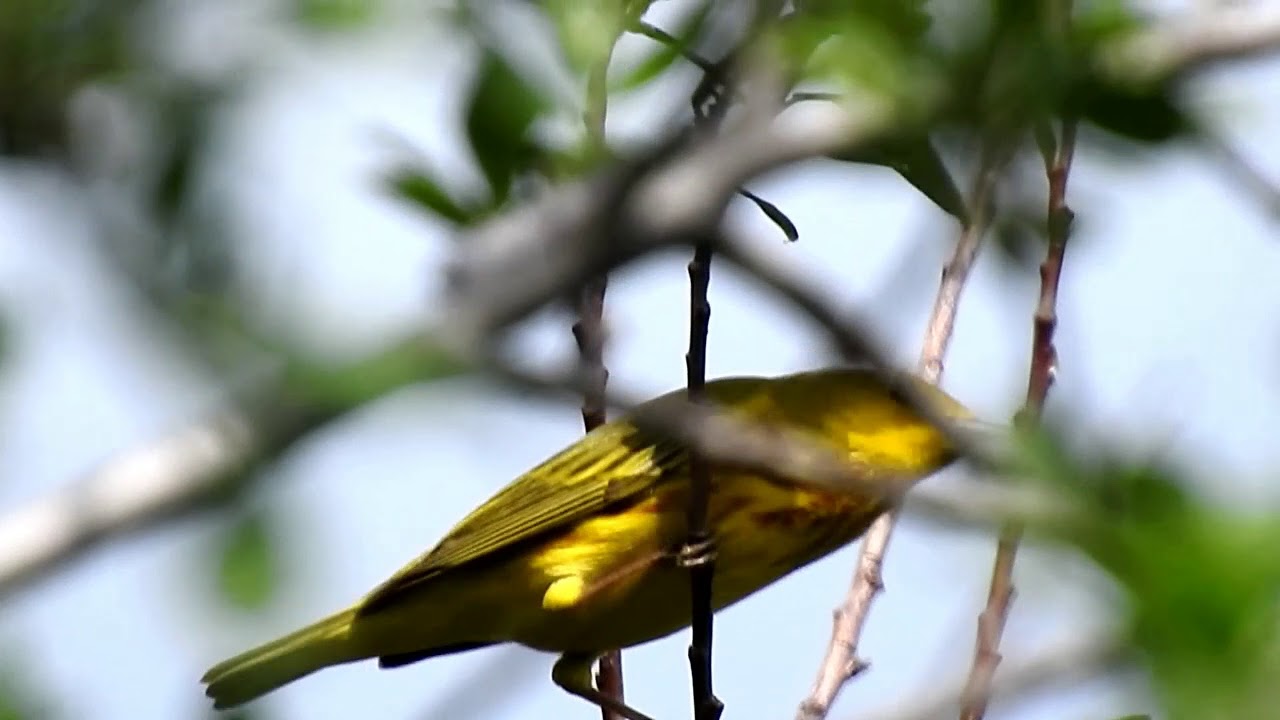 American Yellow Warbler Setophaga petechia, formerly Dendroica petechia黄林莺 5 10 18  Cranberry Lake