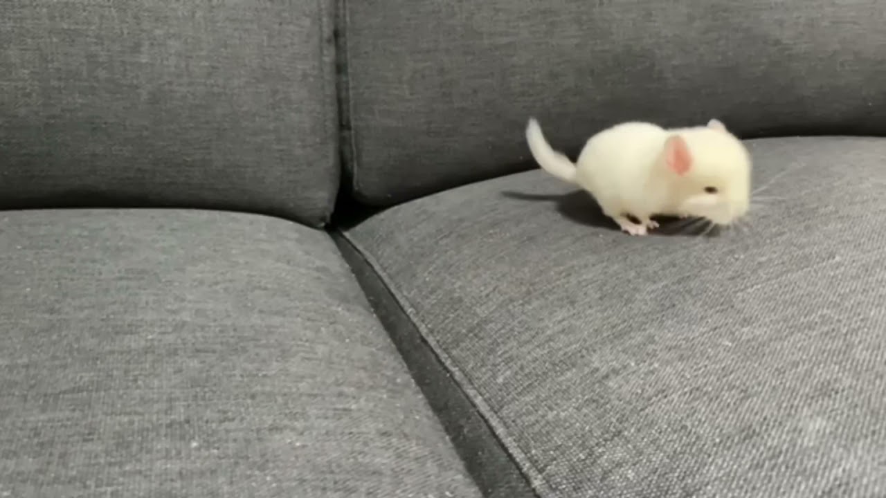 赤ちゃんチンチラ詰め合わせ