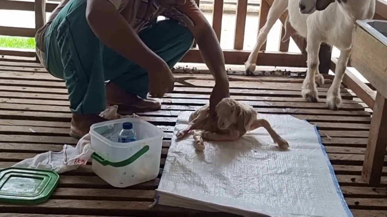 AKHIRNYA KAMBING BERANAK.