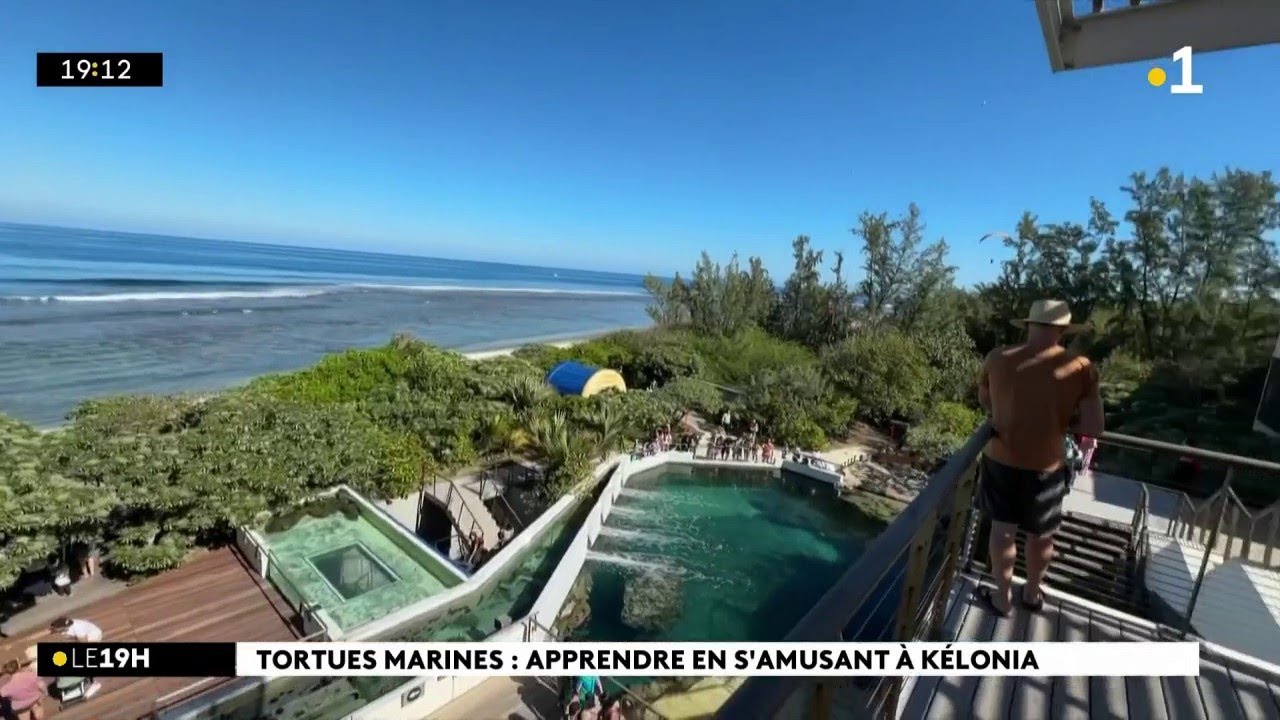 Les tortues marines de Kelonia ont leurs journ&eacute;es ! Et c'est ce week-end.