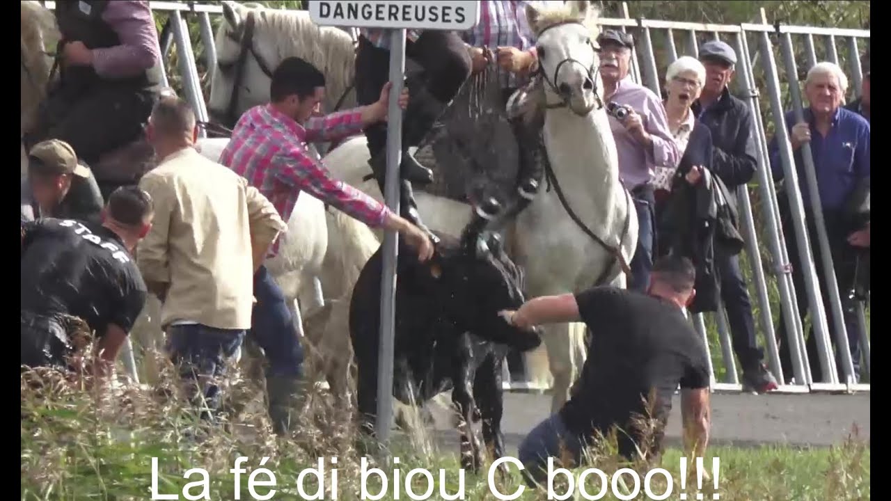 Gase d'Aigues-Mortes et retour au prés le 08.10.2024.