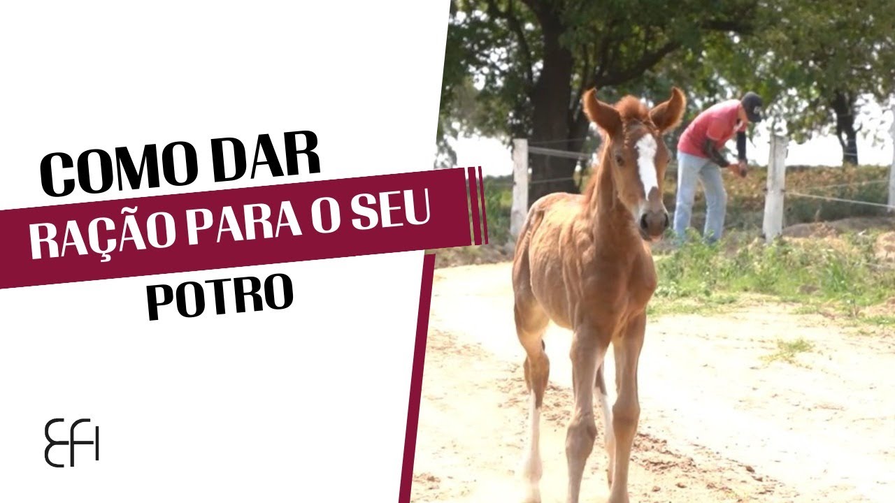 COMO DAR RAÇÃO PARA O SEU POTRO | A FAMÍLIA DO MANGALARGA | S01_E13