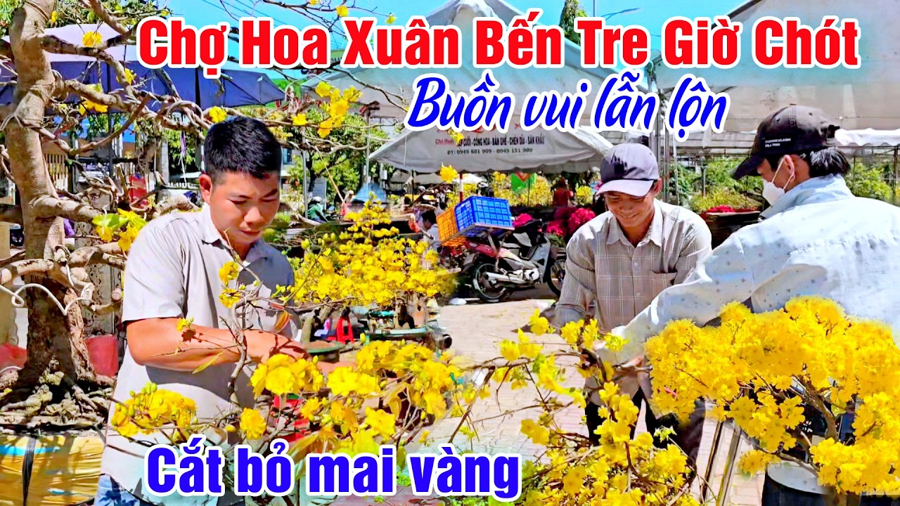 Giờ Chót Chợ Hoa Xuân Bến Tre Cắt Bỏ Hết Mai Vàng Lớn - Kết Thúc Buồn Vui Lẫn Lộn