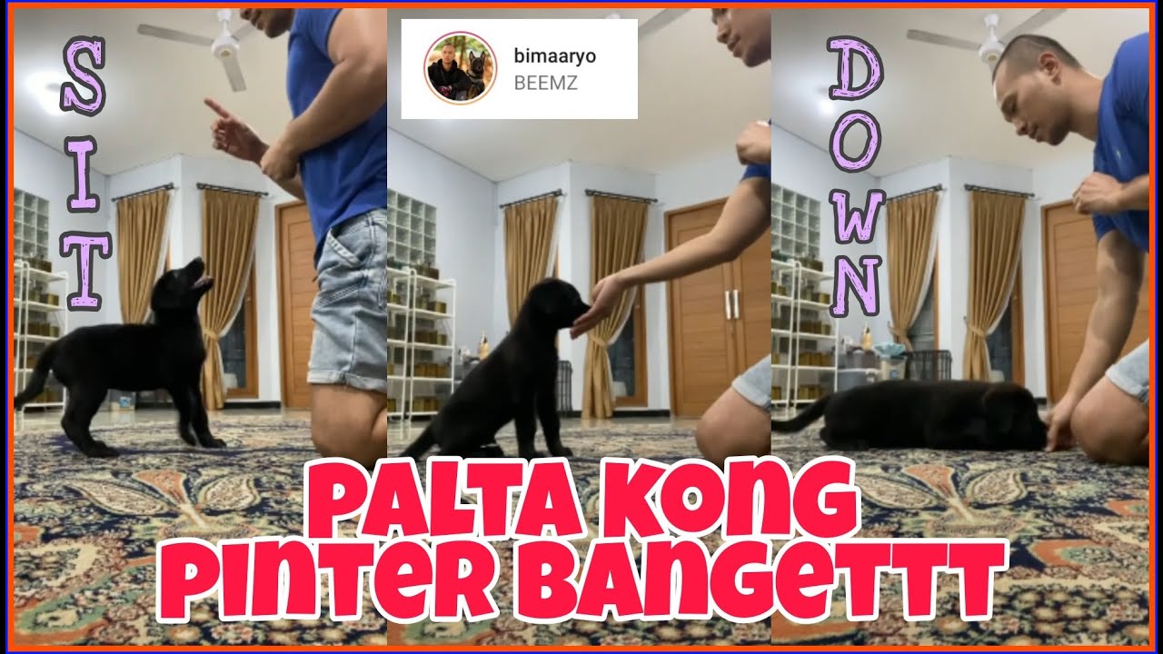 papa the golden ngajarin basic step ke palta kong (wapem) | @bimaaryo