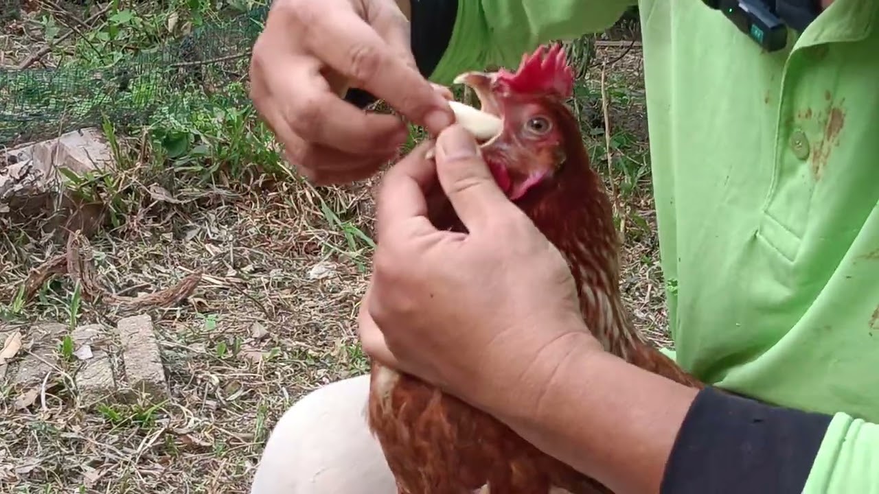 #44-Memberi rawatan pada ayam yang sakit..Terbaikkk..👍🏽👍🏽👍🏽