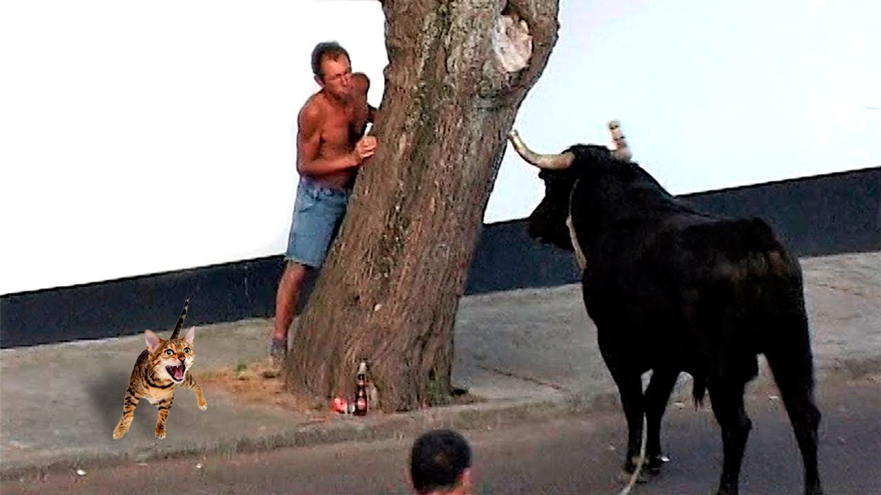 TOURADA N&ordm;20 I&ordf; Parte MARRADAS ILHA TERCEIRA A&Ccedil;ORES HD