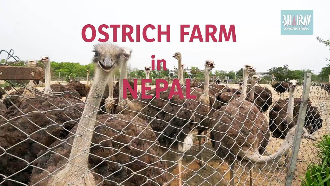 Ostrich Farm in Nepal