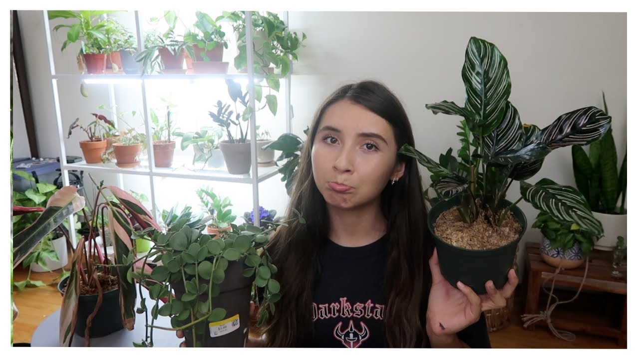 Houseplants I CANNOT KEEP ALIVE