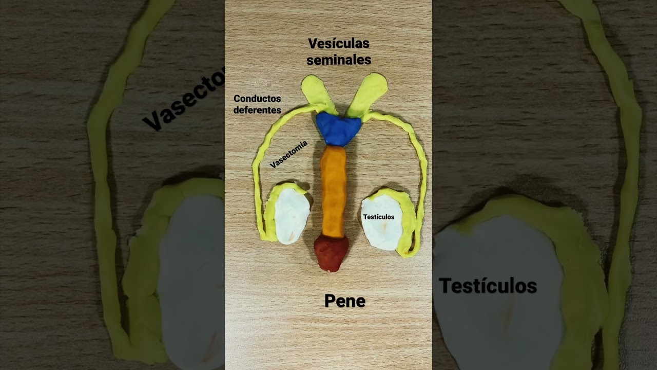 ¿Sabías Qué Hace un Urólogo?