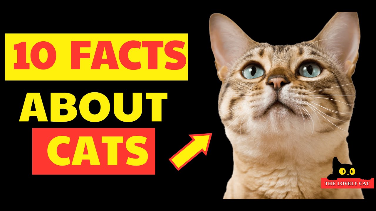 10 FACTS About CATS That May SURPRISE You 🐱🐾