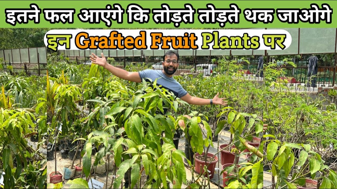 इन Grafted Fruit Plants पर लगते है इतने फल कि तोड़ते तोड़ते आप थक जाओगे