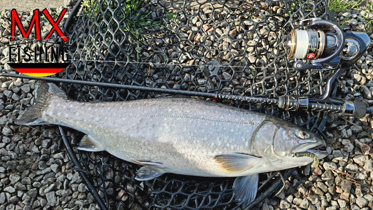 Morgens und abends fischen mit Erfolg!/ Forellen fischen mit Kunstködern/ Trout Area