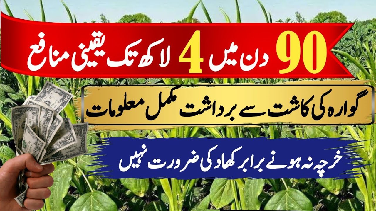 Production technology of Cluster beans Pakistan me Gawara ki kasht #Clusterbeans #Gawara #farming