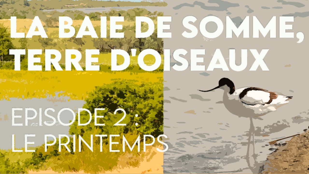 LA BAIE DE SOMME, TERRE D'OISEAUX - épisode 2 : le printemps (🎬 Court métrage)