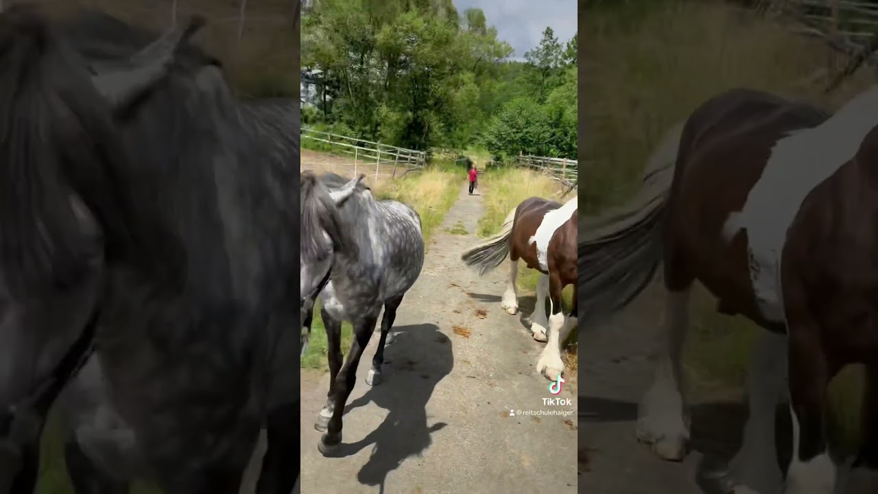 Ronney m&ouml;chte seinen alten Ausgang nutzen. 🤷&zwj;♀️ #pferd #tinker #weide #schulpferd