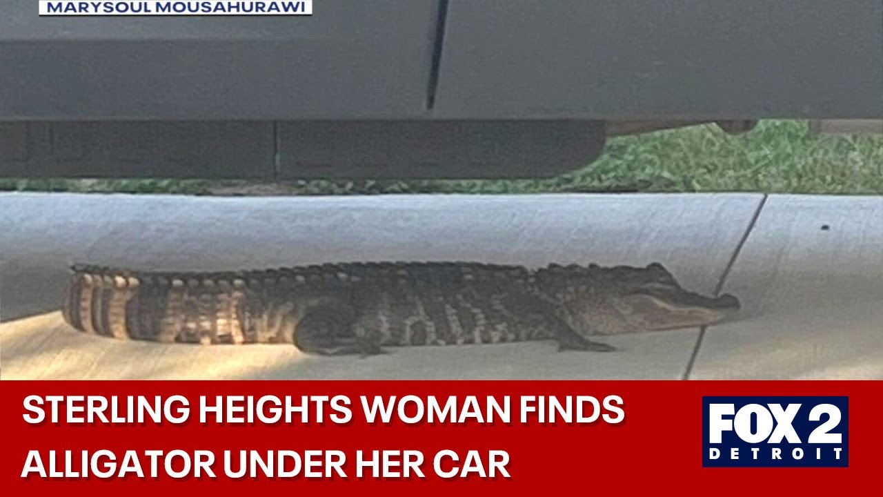 Alligator found underneath woman's car in Sterling Heights