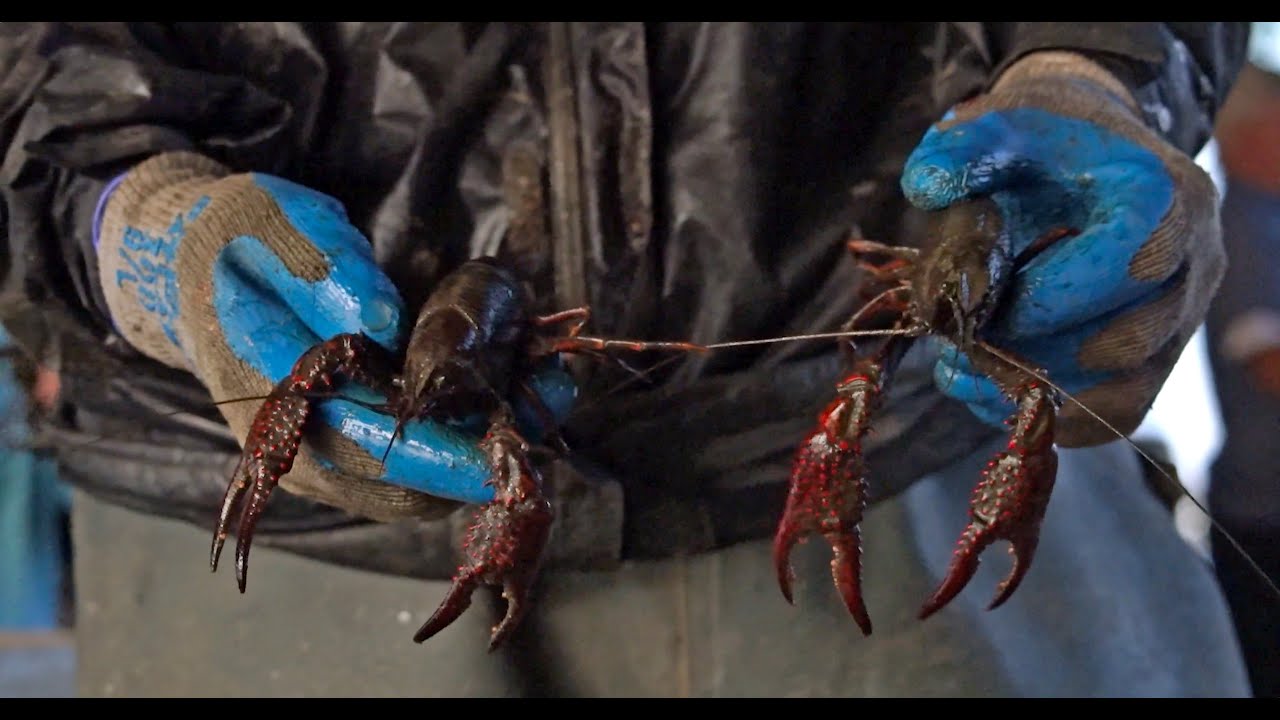 Crawfish Farming in South Louisiana