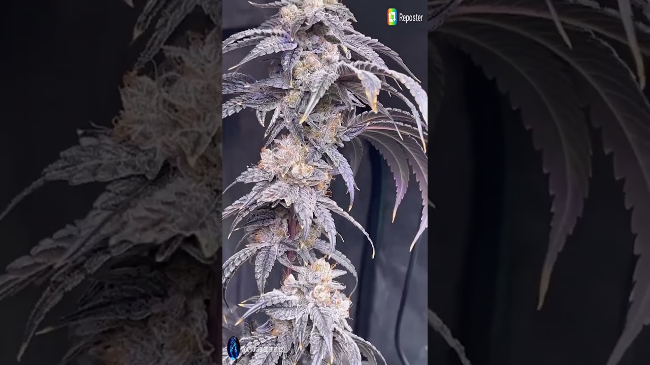 treezonfire - Slim 600h LED Grow Tent - Premium Cannabis