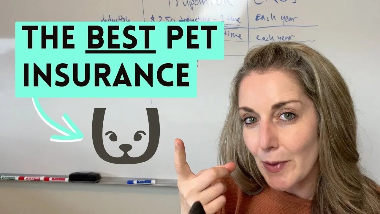 Pet Insurance Guide: Key Tips Before You Purchase