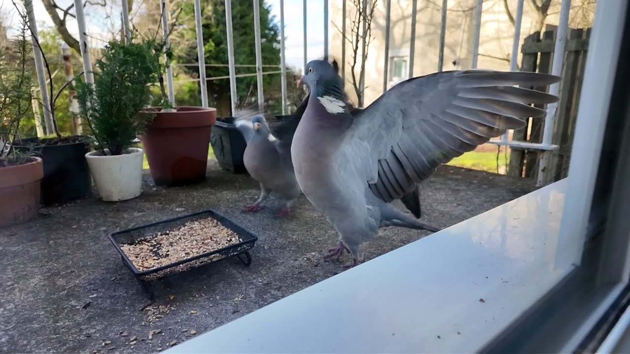 Slow Motion - Pigeon Fight! #birds #pigeon #slowmotion