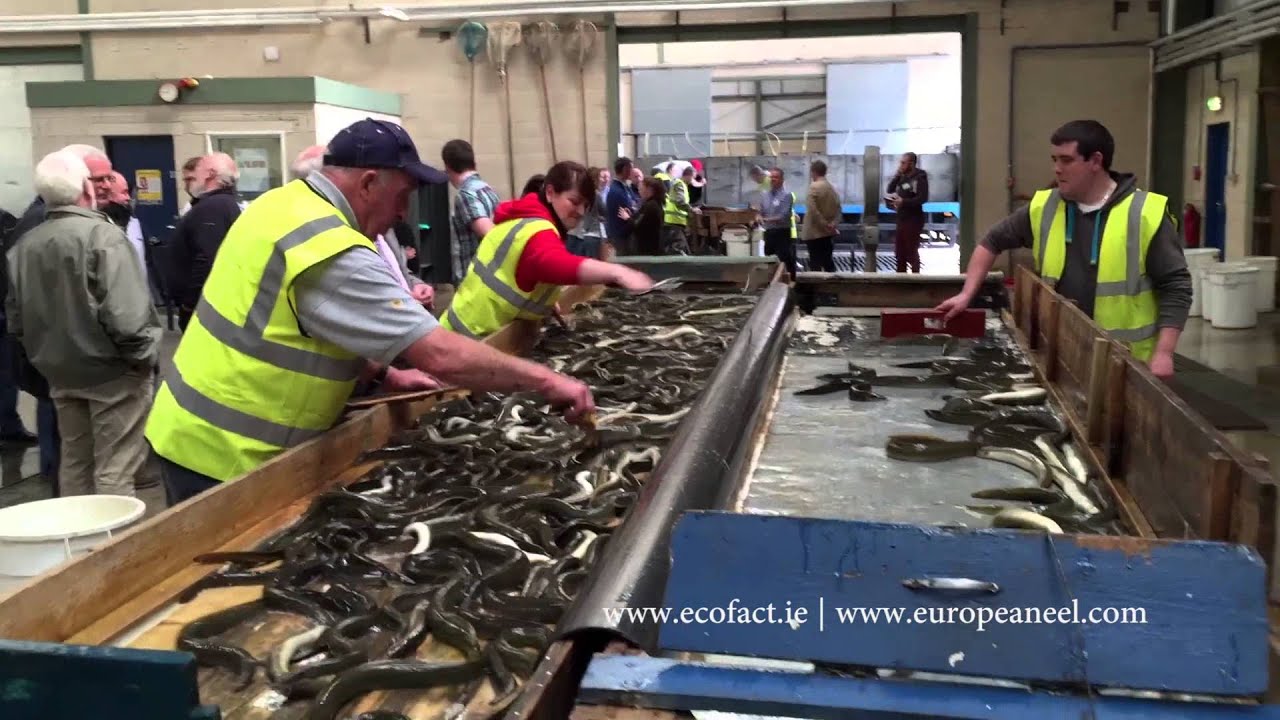 Sorting the morning's eel catch in Toomebridge