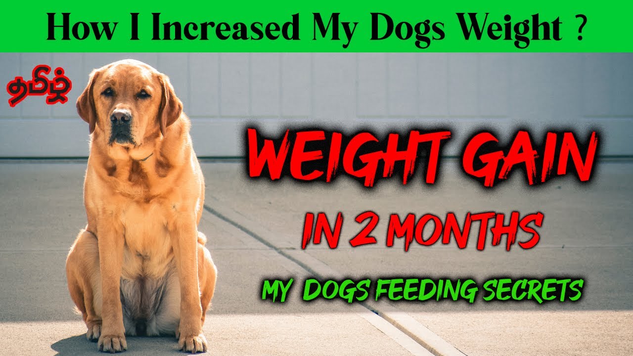 How to weight gain in your dogs | My Dogs Feeding  | Tamil