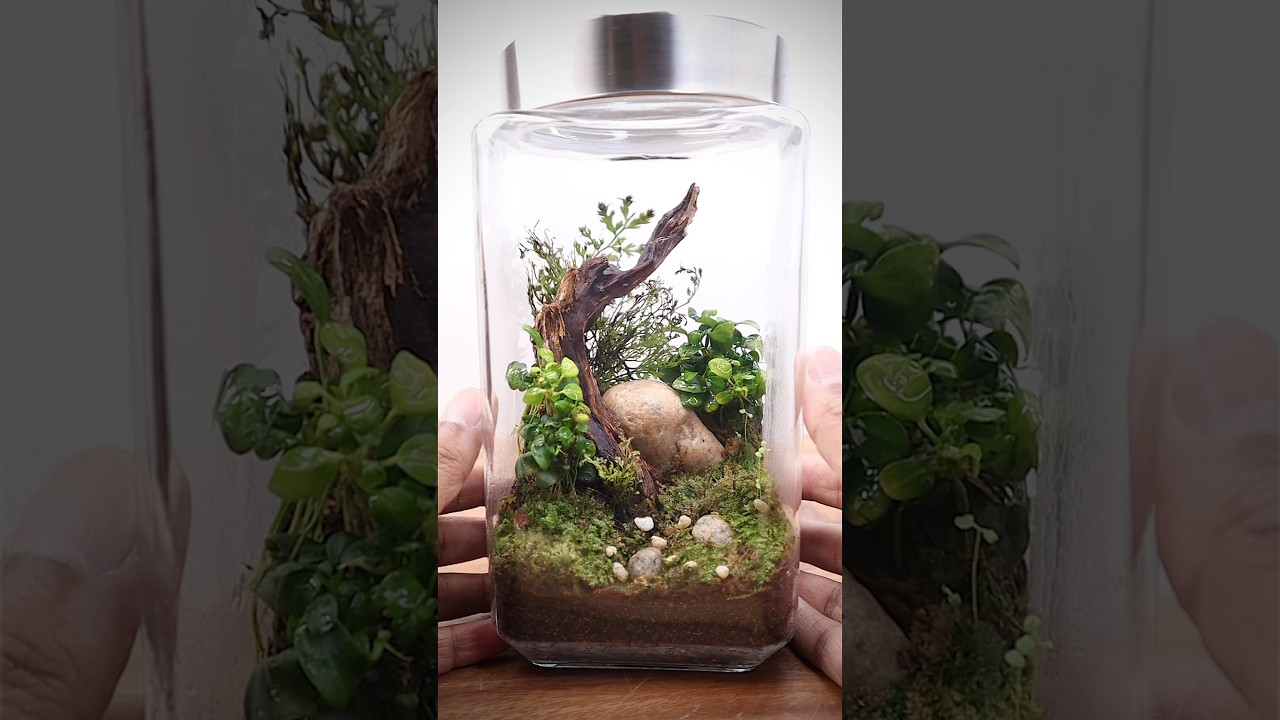 Fertilising the Forest in a Jar (4.5 year update video link above this caption)