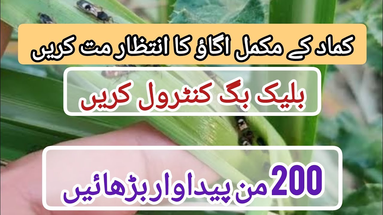 Sugar cane black bug early attack and its control | Kamad ki black bug || @agritalksbysaadat