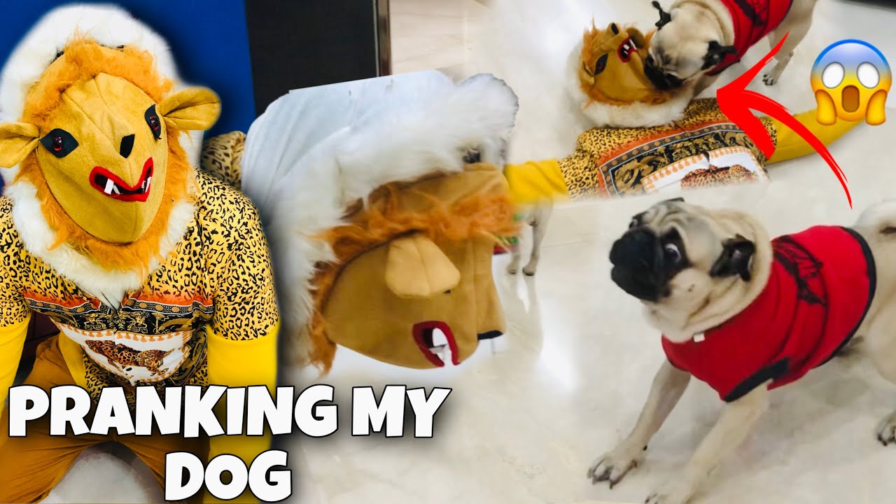 Pranking My Dog Shiro 😂😱 With Lion Costume 🦁 *GONE WRONG* 😮 | Prank On Dog | Dog Pranks | Prank