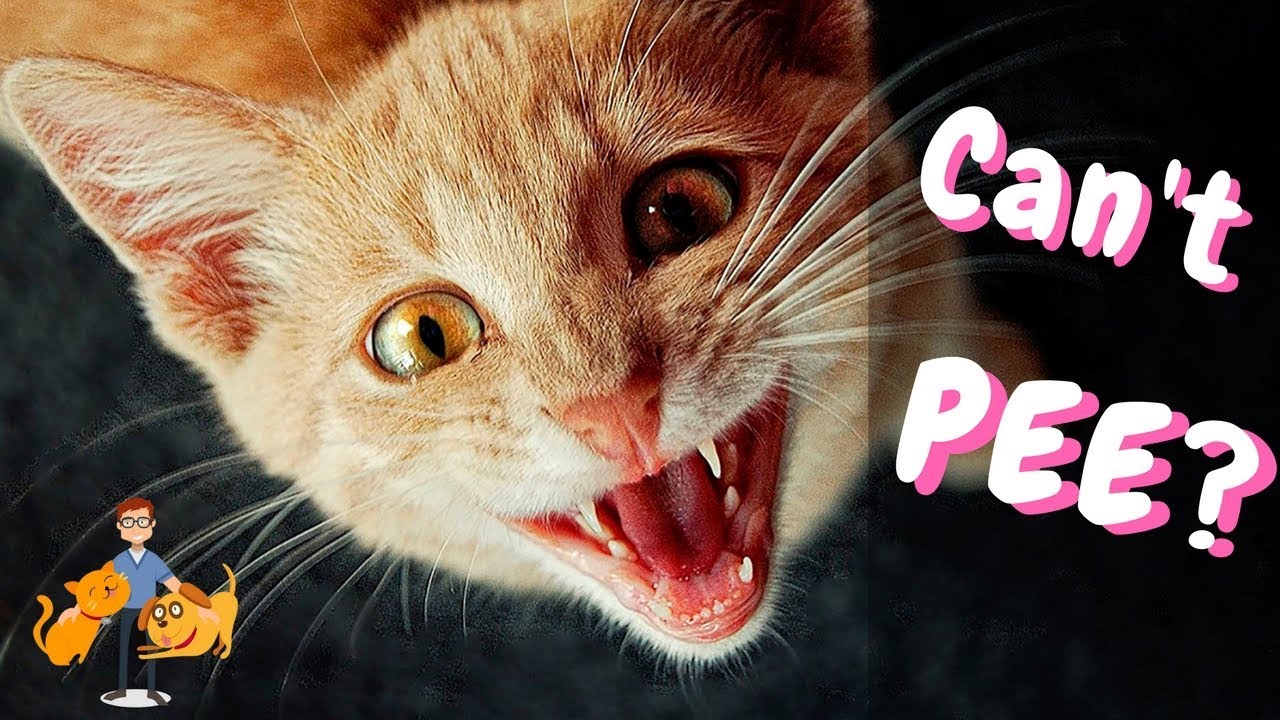 Why Cant My Cat Pee? The Emergency Blocked Bladder