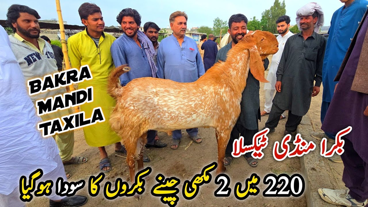 Bakra Mandi Taxila Friday Latest Update 10 April 2026 | Qurbani Bakra Eid Bhatta Chowk Mandi