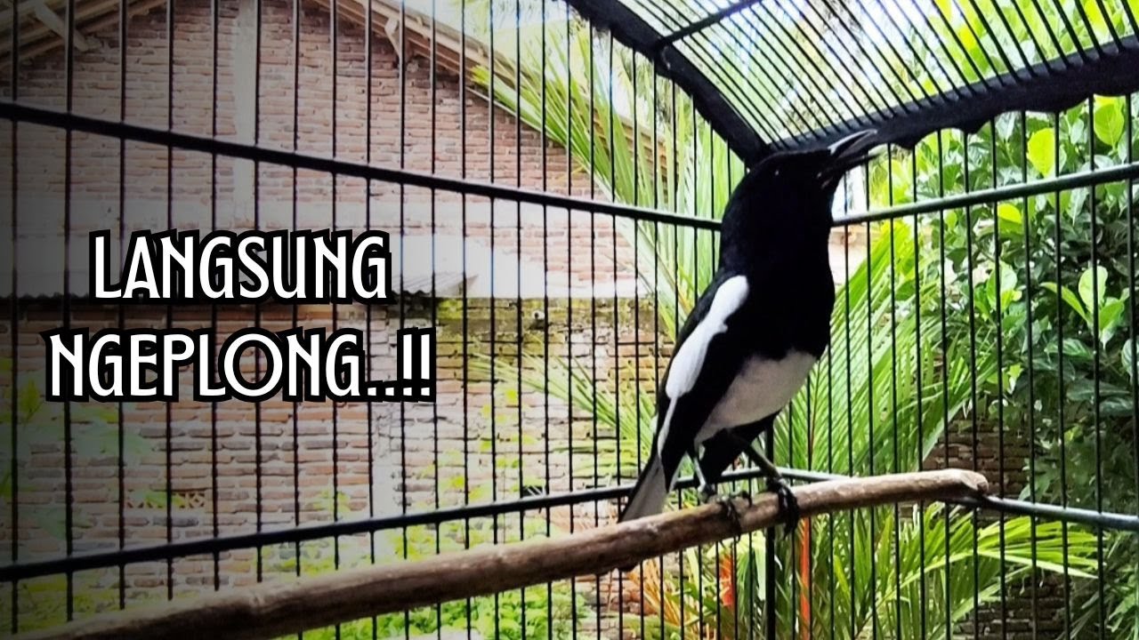 Suara Burung kacer gacor NGEPLONG tarung ini paling ampuh buat PANCINGAN KACER agar EMOSI Nyaut