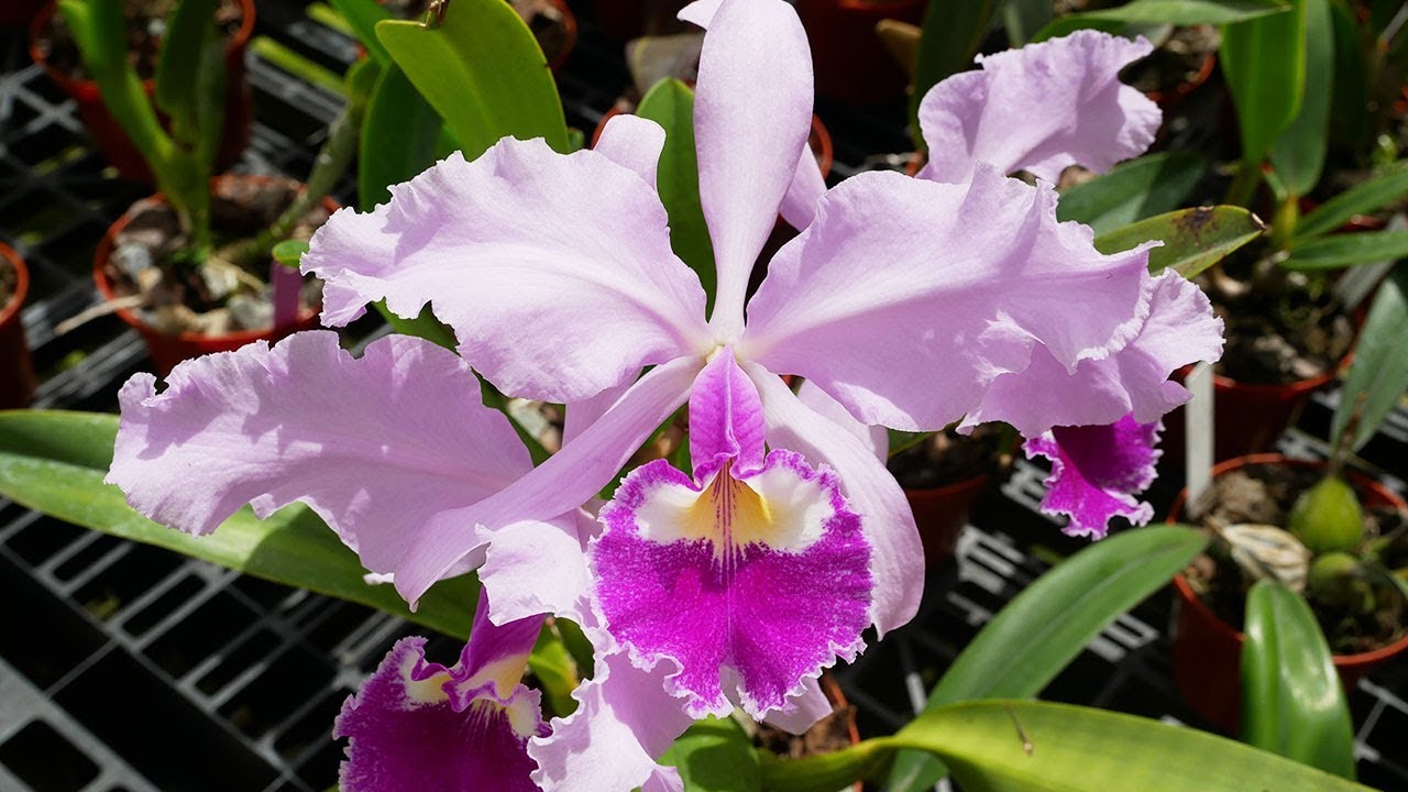 Cattleya warscewiczii - Orchideen Pflege leicht gemacht!