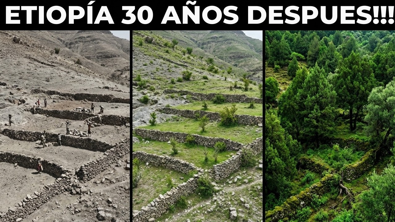 Etiopía Está Restaurando Bosques Enteros Sin Plantar Arboles — Con Sistemas Ecológicos Imposibles