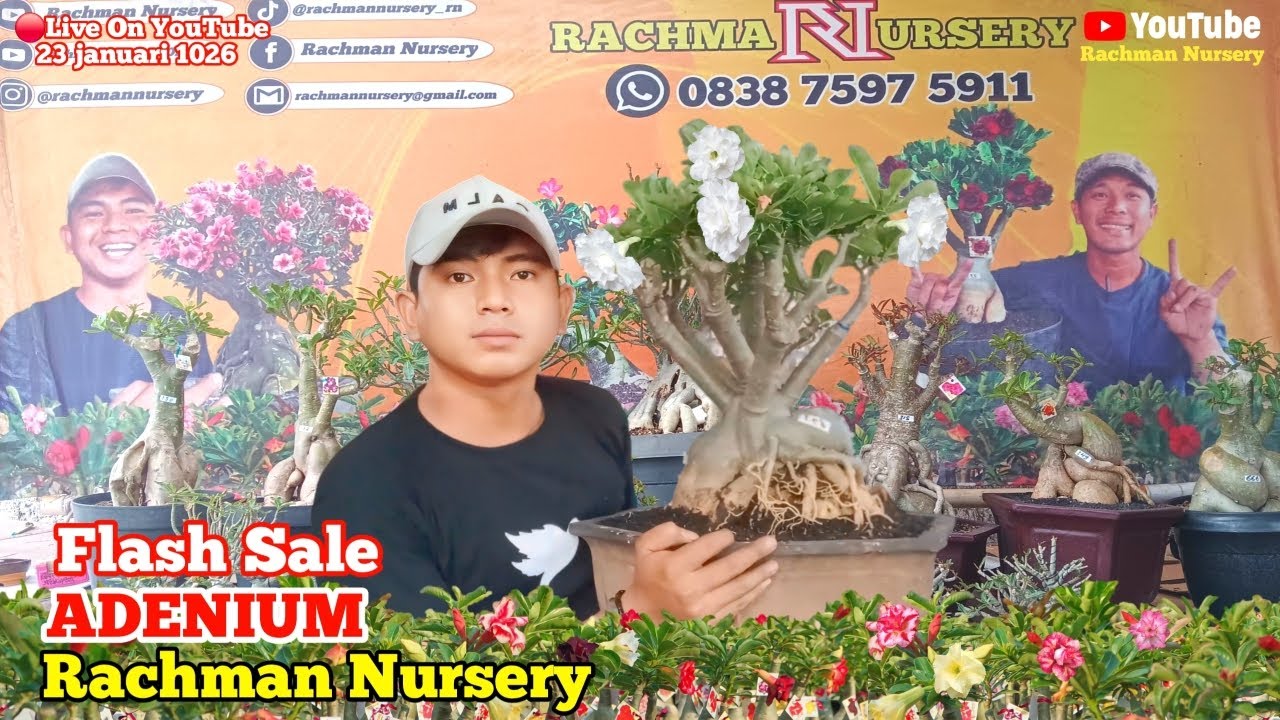 🔴 Live Flash Sale Adenium Bunga Tumpuk Dan Karakter (23 Januari 2026) #rachmannursery #adenium