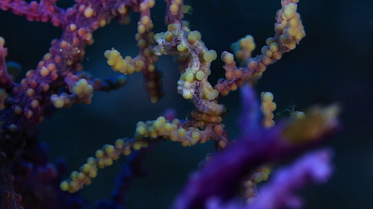 Pygmy seahorse