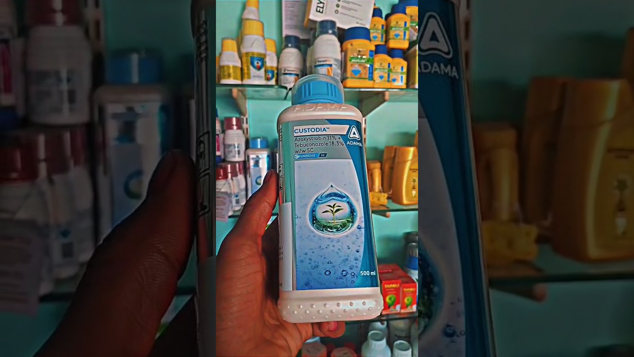 ADAMA Custodia fungicide 🌱✨ कस्टोडिया, Azoxystrobin 11% + Tebuconazole 18.3% #shorts   #shortvideo