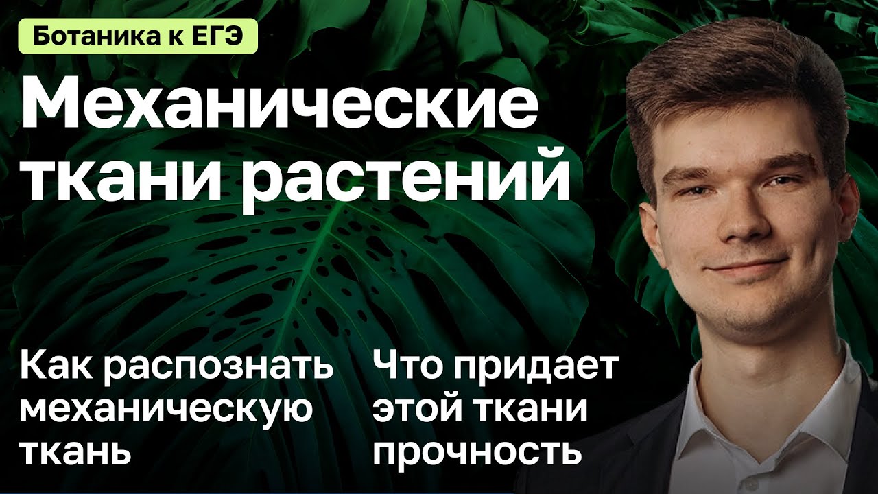 7.8. Механические ткани | Ботаника к ЕГЭ | Георгий Мишуровский