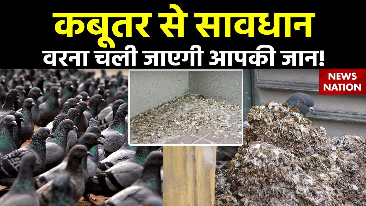 Be Careful ! Pigeon Droppings Can Make You Sick: गूटर-गूं से सावधान!..कबूतर ना बना दे आपको बीमार